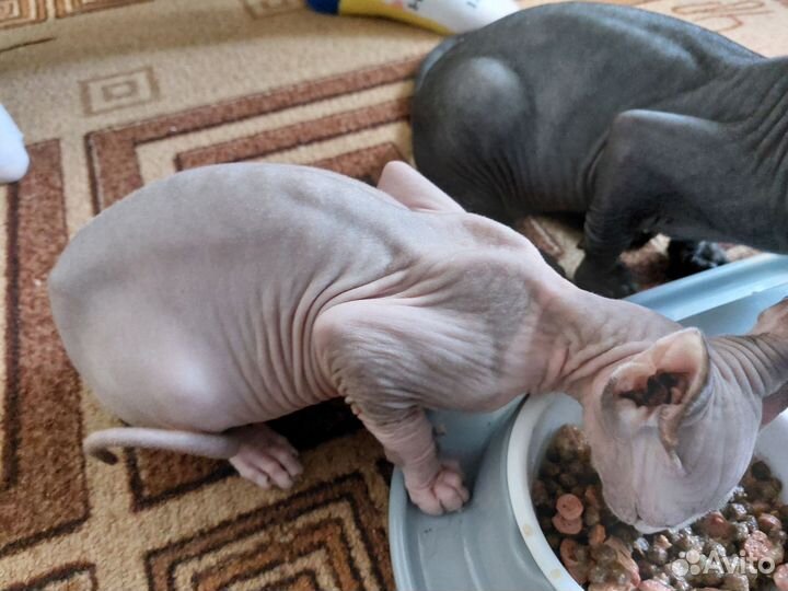 Канадский сфинкс девочка