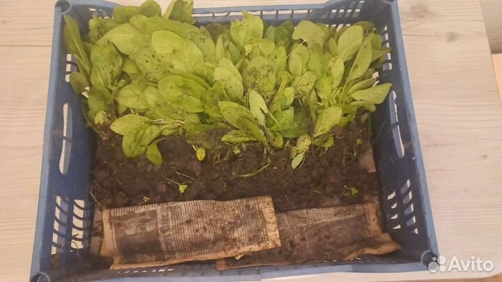 Рассада табака