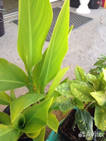 Цветы канны