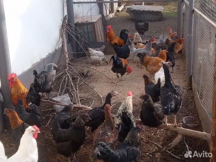 Куры молодки, петухи
