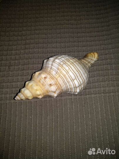 Раковины морские