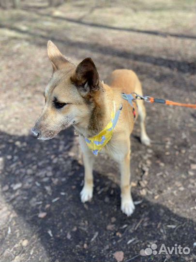 Умная и ласковая собака из приюта в дар