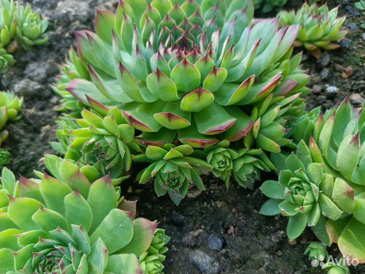 Молодило, каменная роза