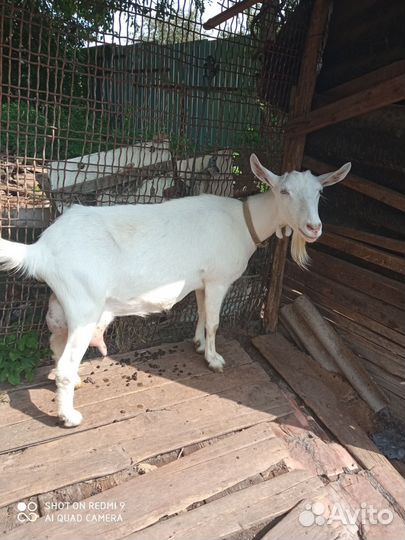 Козы Зааненские и козлик Чешской породы