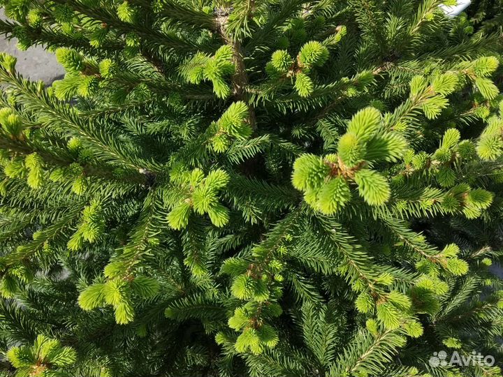 Ёлка сибирская