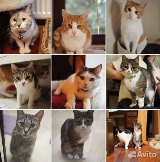 Заберите хоть по одной домашней кошечке