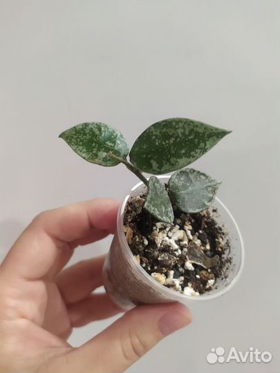 Хойя лакуноза