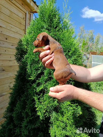 Цвергпинчер щенки с документами