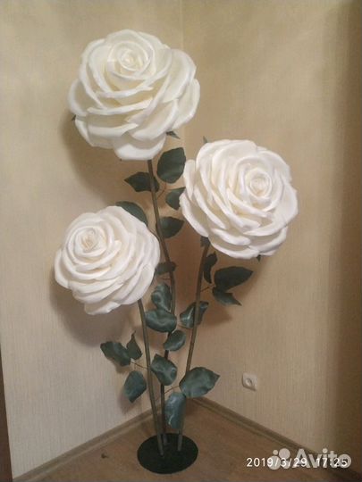 Ростовые цветы Роза