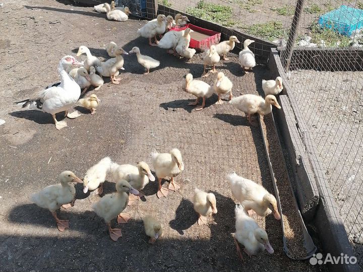 Утята муларды