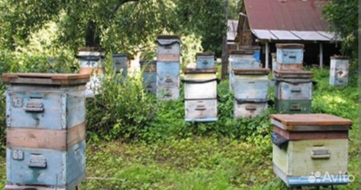 Мед пчелиный