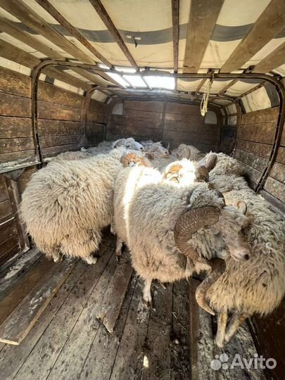 Овцы бараны