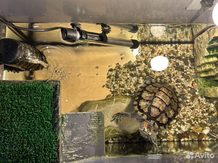 Отдам красноухую черепаху с аквариумом