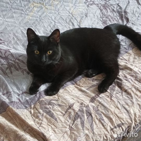 Кот