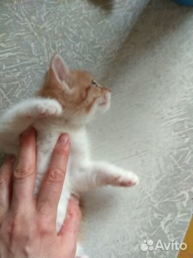Отдам в добрые руки котенка