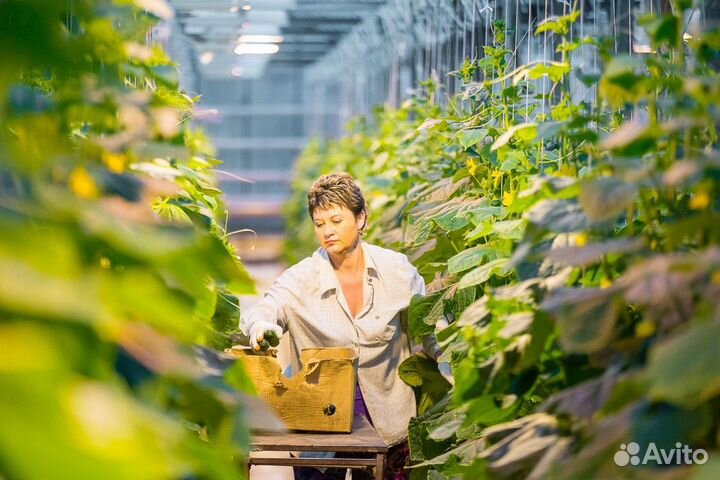 Фасовщицы на овощебазу/ вахта с проживанием