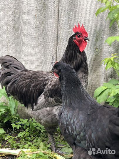 Куры джерсийский гигант