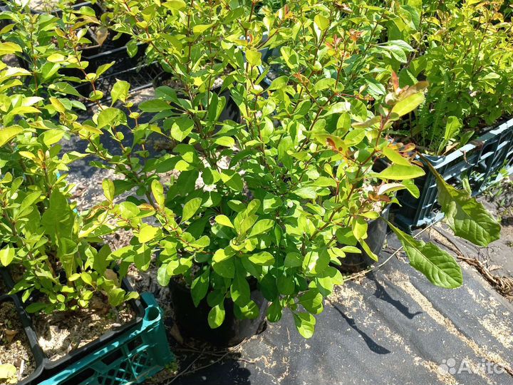 Айва японская хеномелес