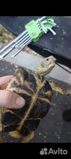 Черепаха сухопутная