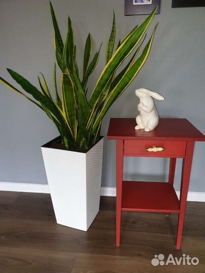 Сансевиерия трёхполосная большая