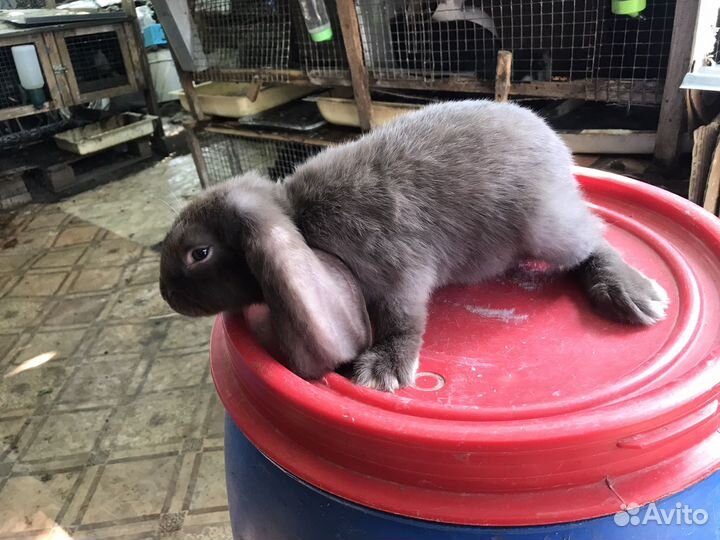 Французский баран