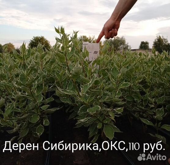 Кизильник,Дерен,Овсянница,Спиреи,Сирень,Жасмин