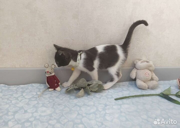 Лучшая кися в мире ищет маму и папу