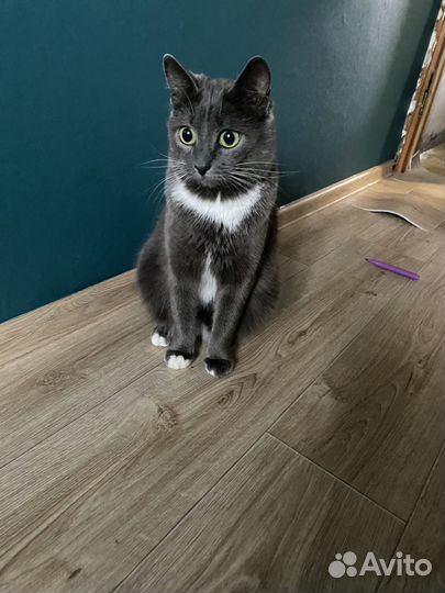 Кошки