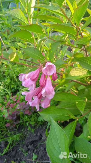 Вейгела саженцы