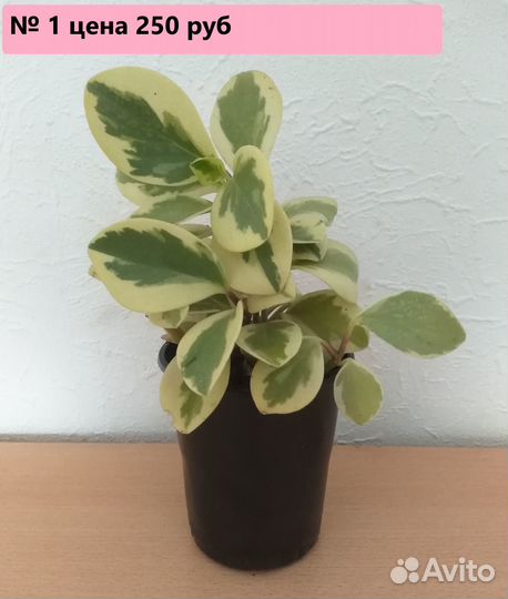 Пеперомия пестролистная