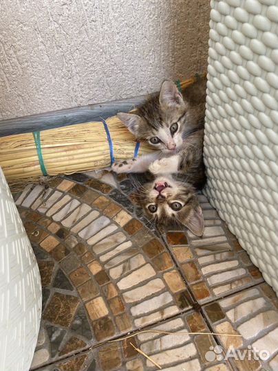 Котята в добрые руки бесплатно