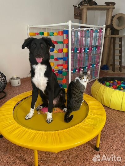 Щенок Бордер колли в добрые руки