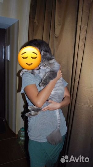 Передержка кошек квартира евроремонт центр