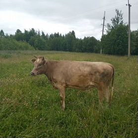 Корова швицкой породы