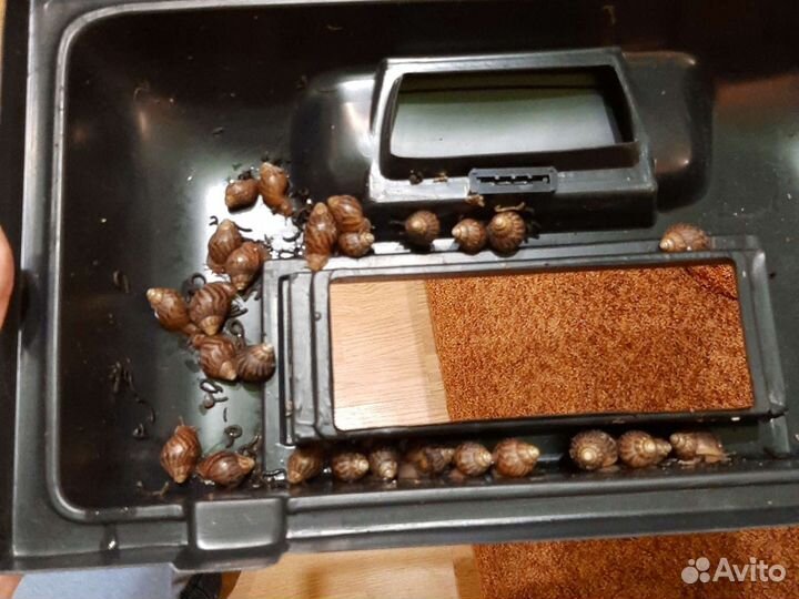 Улитки Ахатины