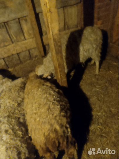 Овцы бараны