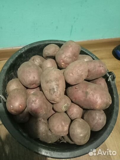 Продам картофель домашний