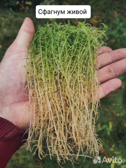 Мох сфагнум свежий сбор