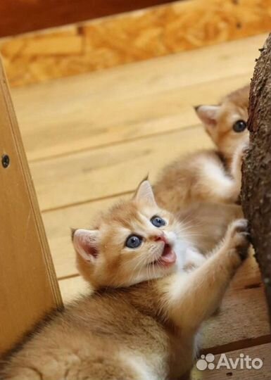 Шотландская золотая шиншилла мальчики