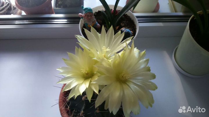 Кактус цветущий- детки
