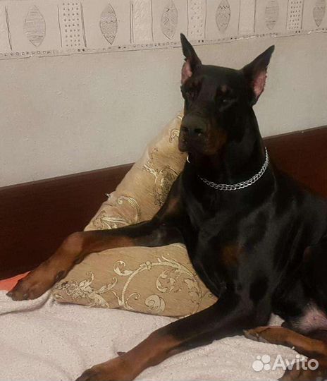 Вязка Доберман