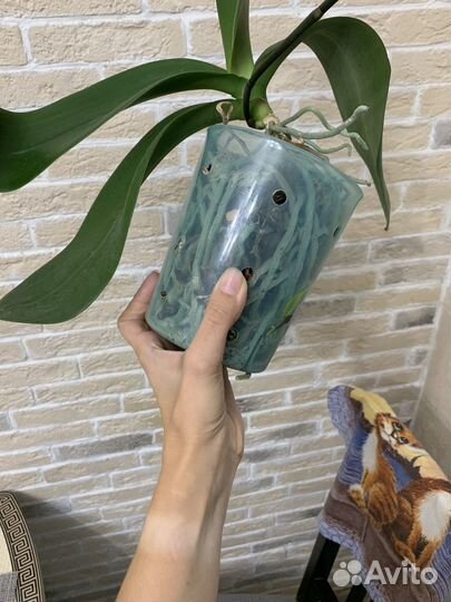 Орхидея фаленопсис