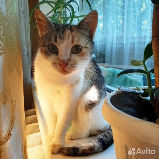 Трехцветная кошка Лиза 1,5 г. в добрые руки