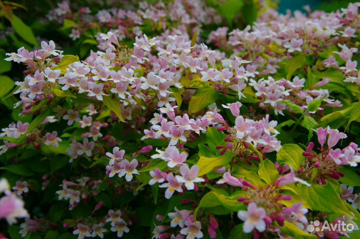 Декоративные кустарники