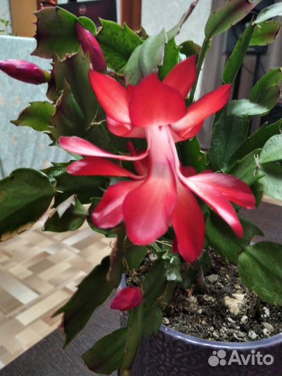 Декабрист Шлюмбергера красный