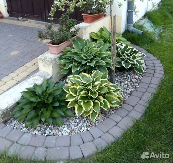 Хоста, деленка, саженец, куст