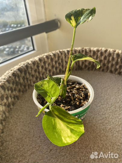 Комнатные цветы