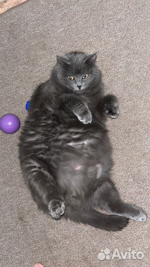 Кошки в добрые руки