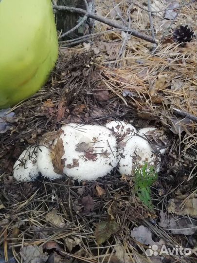 Грузди- солёные