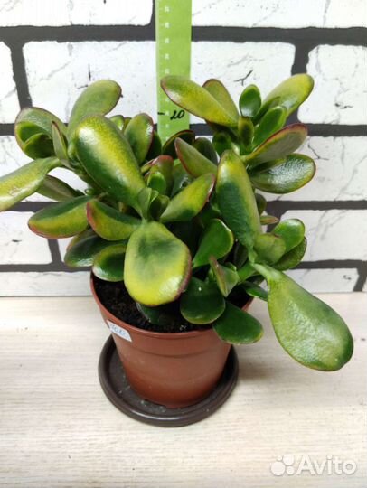 Крассула вариегатная